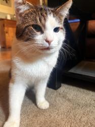 Lost Male Cat last seen Eglinton ave east and Danforth Rd, Toronto, ON M1J 2C6