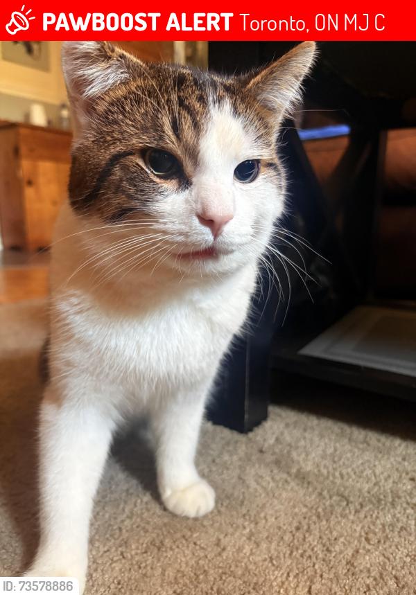 Lost Male Cat last seen Eglinton ave east and Danforth Rd, Toronto, ON M1J 2C6