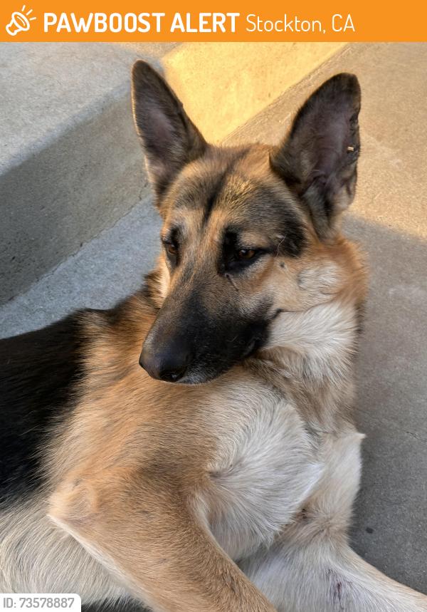 Found/Stray Male Dog last seen Cherokee Road, Lagorio Roaf, Leonardini Road, Stockton, CA 95205