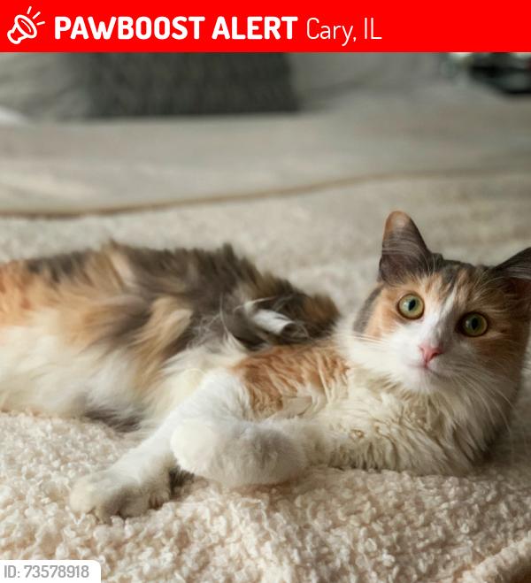 Lost Female Cat last seen Hickory Nut Grove and Main St, Cary, IL 60013