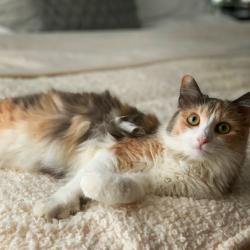 Lost Female Cat last seen Hickory Nut Grove and Main St, Cary, IL 60013