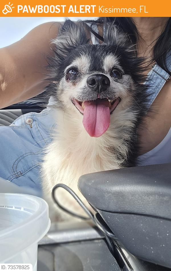 Found/Stray Female Dog last seen Across Alpha Electric Bikes, Kissimmee, FL 34744