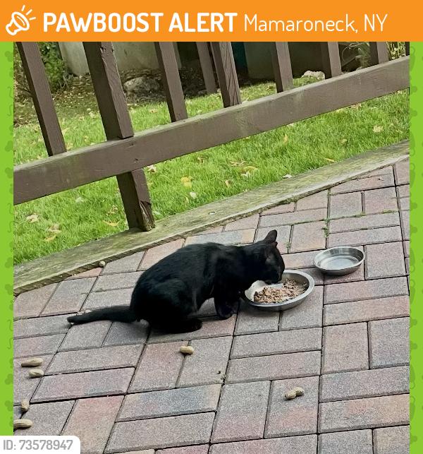Found/Stray Unknown Cat last seen top of the ridge, Mamaroneck, NY 10543