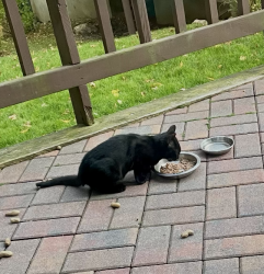 Found/Stray Unknown Cat last seen top of the ridge, Mamaroneck, NY 10543