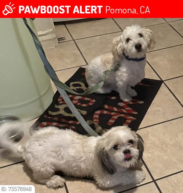 Lost Unknown Dog last seen Holt, Pomona, CA 91768