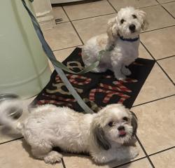 Lost Unknown Dog last seen Holt, Pomona, CA 91768