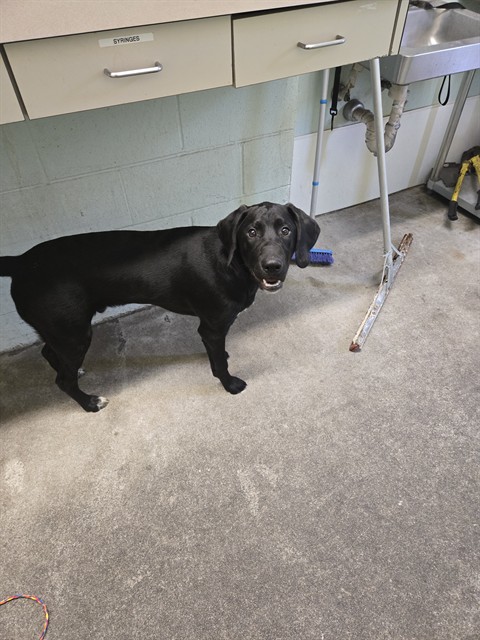 Shelter Stray Male Dog last seen STOCKTON BLVD & 3RD AVE, 2127 Front St, Sacramento, CA 95818, USA