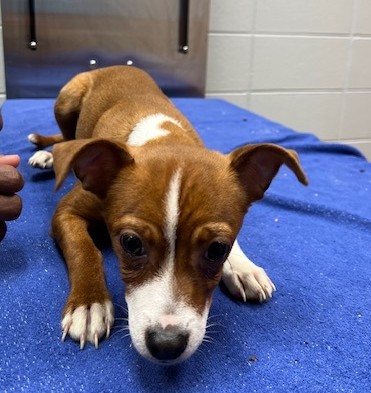 Shelter Stray Male Dog last seen Near BLOCK RIDGELY PL NW, 4950 SW Triana Blvd, Huntsville, AL 35805, USA
