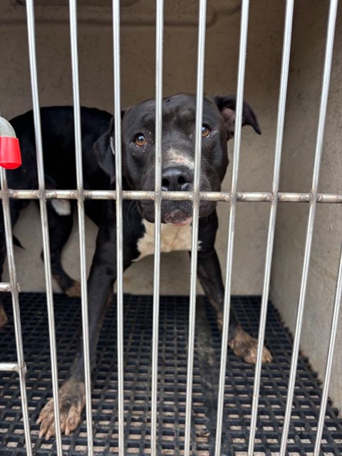 Shelter Stray Male Dog last seen HOLMES AVE NE, 4950 SW Triana Blvd, Huntsville, AL 35805, USA