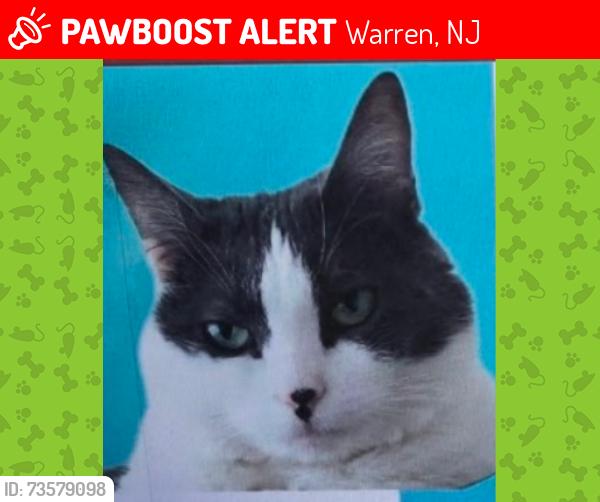 Lost Female Cat last seen Near town center drive, Warren, NJ 07059