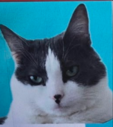 Lost Female Cat last seen Near town center drive, Warren, NJ 07059