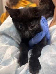 Shelter Stray Unknown Cat last seen Near E 162 Street, BRONX, NY, 10451, 326 E 110th St, New York, NY 10029, USA
