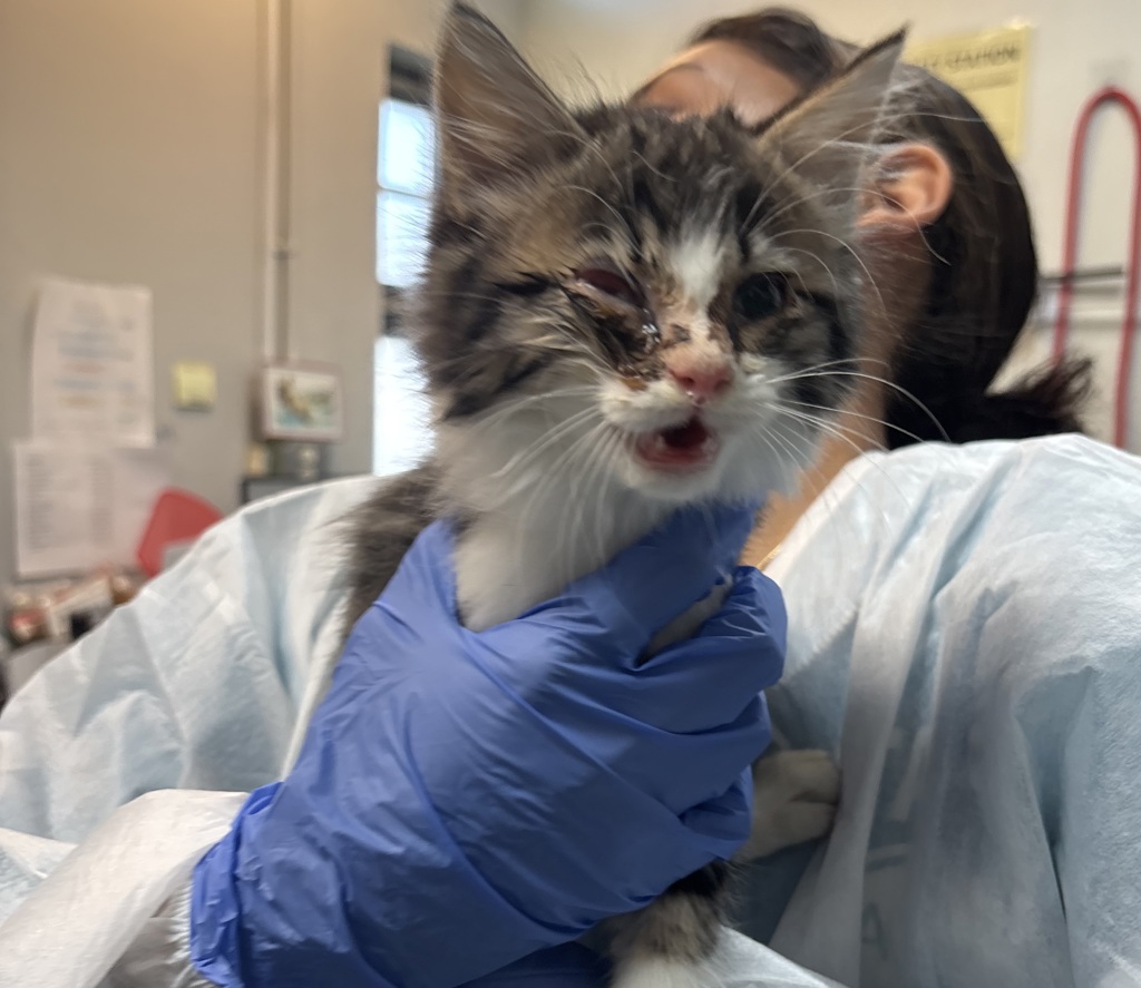 Shelter Stray Unknown Cat last seen Near E 162 Street, BRONX, NY, 10451, 326 E 110th St, New York, NY 10029, USA