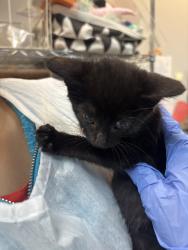 Shelter Stray Unknown Cat last seen Near E 53rd Street, BROOKLYN, NY, 11203, 326 E 110th St, New York, NY 10029, USA