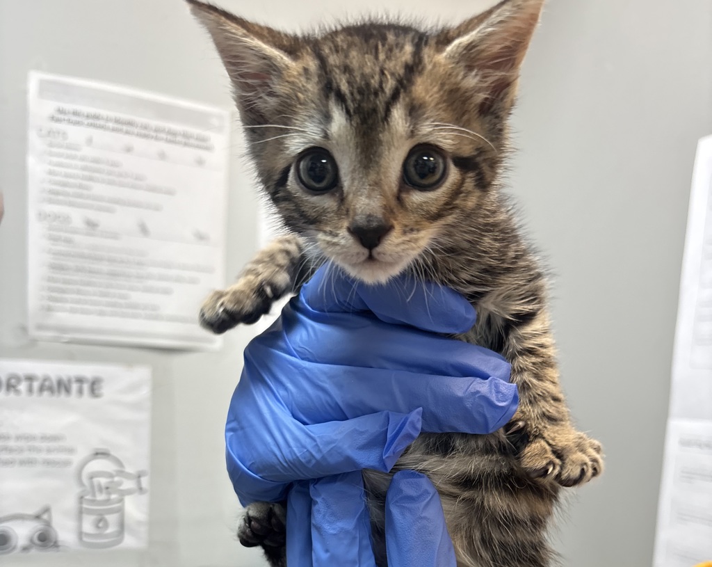 Shelter Stray Unknown Cat last seen Near E 53rd Street, BROOKLYN, NY, 11203, 326 E 110th St, New York, NY 10029, USA