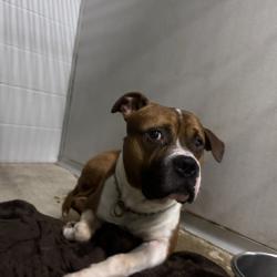 Shelter Stray Male Dog last seen Near NE 22nd Street, DES MOINES, IA, 50313, Des Moines, IA 50313