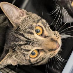 Shelter Stray Male Cat last seen 155th Street, Urbandale, IA, 50323, Des Moines, IA 50313