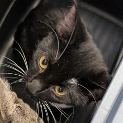 Shelter Stray Female Cat last seen 155th Street, Urbandale, IA, 50323, Des Moines, IA 50313