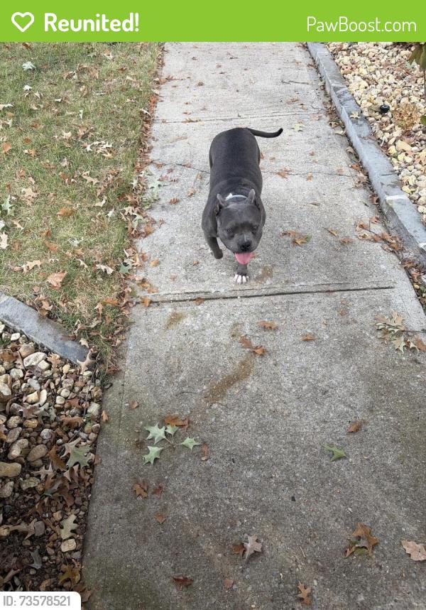 Reunited Female Dog last seen Shifman Avenue and Ward, Huntsville, AL 35801