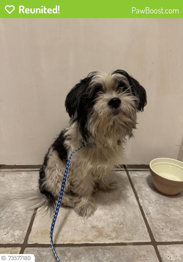 Reunited Male Dog last seen Along Woodburn Corners near Jackson Elementary, Plano, TX 75075
