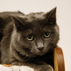 Shelter Stray Female Cat last seen , 3607 N Armenia Ave, Tampa, FL 33607, USA