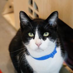 Shelter Stray Male Cat last seen , 3607 N Armenia Ave, Tampa, FL 33607, USA