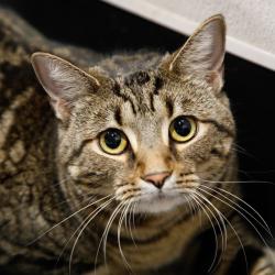 Shelter Stray Female Cat last seen , 3607 N Armenia Ave, Tampa, FL 33607, USA