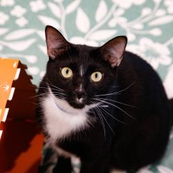 Shelter Stray Male Cat last seen , 3607 N Armenia Ave, Tampa, FL 33607, USA