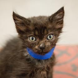 Shelter Stray Male Cat last seen , 3607 N Armenia Ave, Tampa, FL 33607, USA