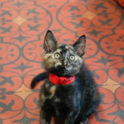 Shelter Stray Female Cat last seen , 3607 N Armenia Ave, Tampa, FL 33607, USA