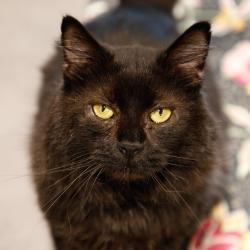Shelter Stray Male Cat last seen , 3607 N Armenia Ave, Tampa, FL 33607, USA