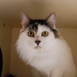 Shelter Stray Male Cat last seen , 3607 N Armenia Ave, Tampa, FL 33607, USA