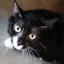 Shelter Stray Male Cat last seen , 3607 N Armenia Ave, Tampa, FL 33607, USA