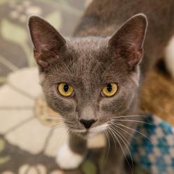 Shelter Stray Male Cat last seen , 3607 N Armenia Ave, Tampa, FL 33607, USA
