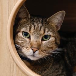 Shelter Stray Male Cat last seen , 3607 N Armenia Ave, Tampa, FL 33607, USA