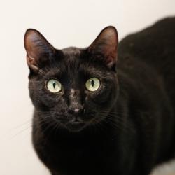 Shelter Stray Male Cat last seen , 3607 N Armenia Ave, Tampa, FL 33607, USA