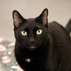 Shelter Stray Male Cat last seen , 3607 N Armenia Ave, Tampa, FL 33607, USA