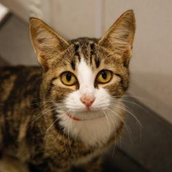 Shelter Stray Female Cat last seen , 3607 N Armenia Ave, Tampa, FL 33607, USA