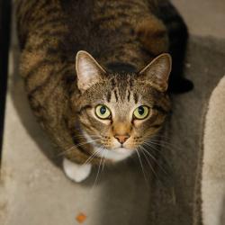 Shelter Stray Male Cat last seen , 3607 N Armenia Ave, Tampa, FL 33607, USA