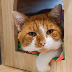 Shelter Stray Male Cat last seen , 3607 N Armenia Ave, Tampa, FL 33607, USA