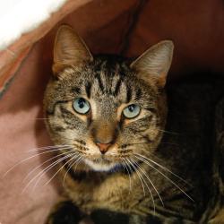 Shelter Stray Male Cat last seen , 3607 N Armenia Ave, Tampa, FL 33607, USA