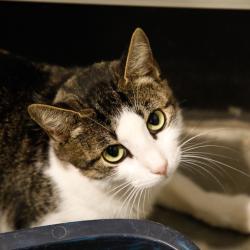 Shelter Stray Female Cat last seen , 3607 N Armenia Ave, Tampa, FL 33607, USA