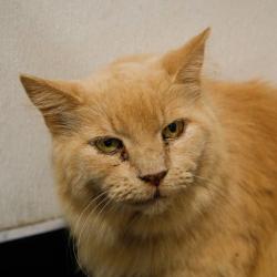 Shelter Stray Male Cat last seen , 3607 N Armenia Ave, Tampa, FL 33607, USA