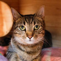 Shelter Stray Female Cat last seen , 3607 N Armenia Ave, Tampa, FL 33607, USA