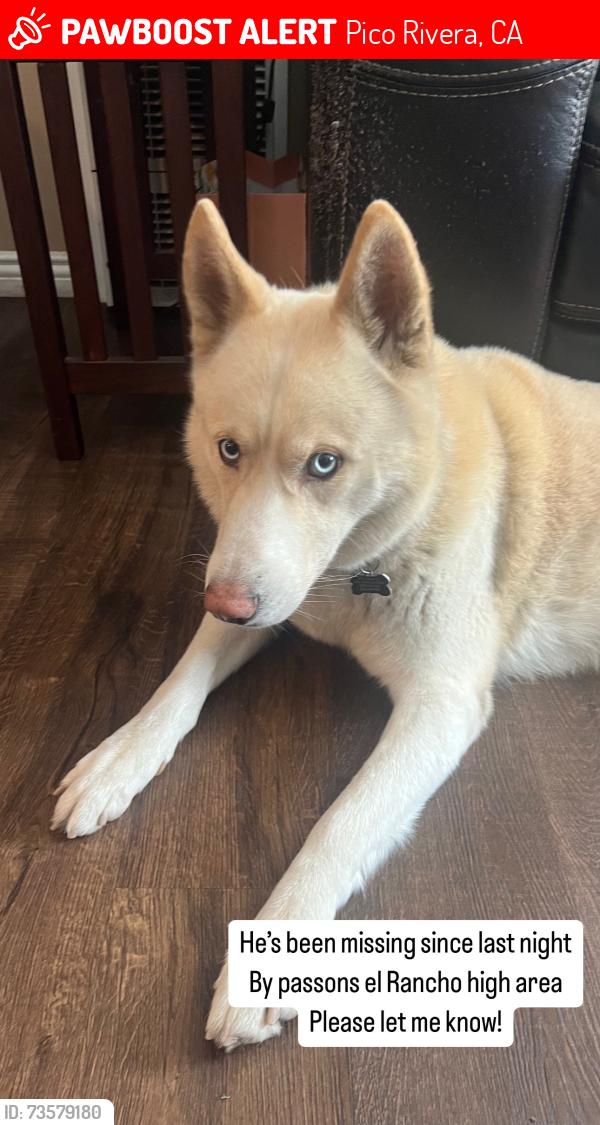 Lost Male Dog last seen Wasshington x passons, Pico Rivera, CA 90660