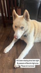 Lost Male Dog last seen Wasshington x passons, Pico Rivera, CA 90660