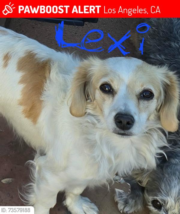 Lost Female Dog last seen Hubbard) Laurel cyn, Los Angeles, CA 91342
