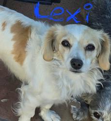 Lost Female Dog last seen Hubbard) Laurel cyn, Los Angeles, CA 91342