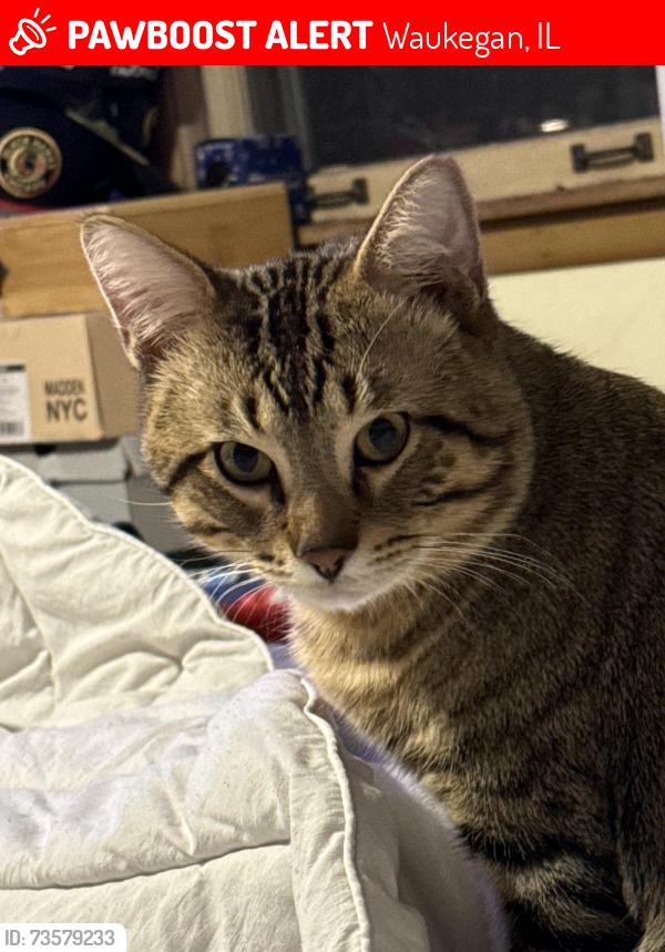Lost Male Cat last seen Brookside and Tiffany, Waukegan, IL 60085