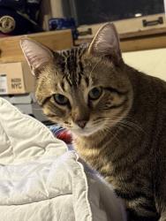 Lost Male Cat last seen Brookside and Tiffany, Waukegan, IL 60085